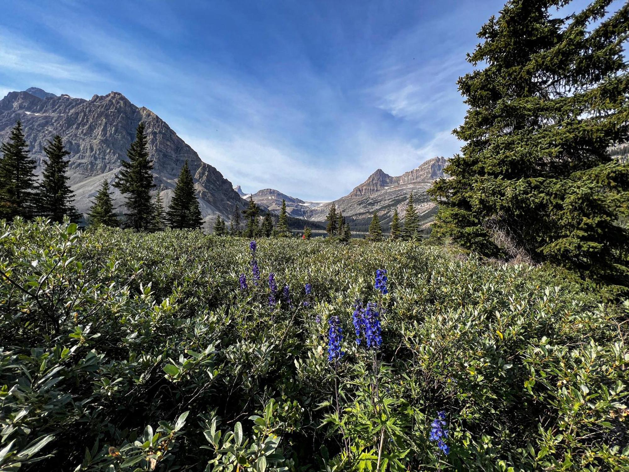 The Lodge At Bow Lake Lago Louise Exterior foto